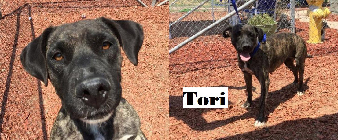 Tori